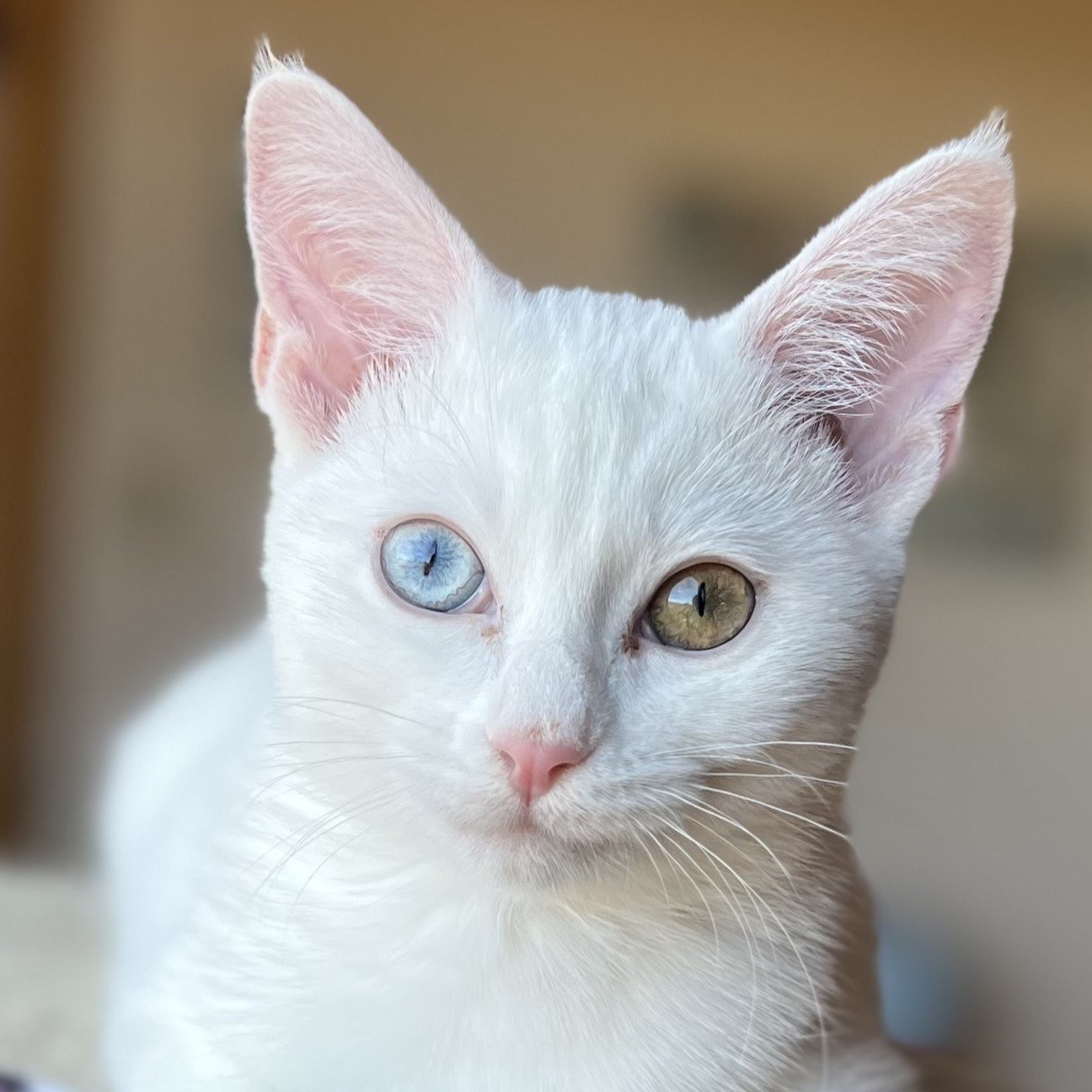 adoptable Cat in SF, NM named Opal
