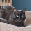 Halloweena [Permanent Foster] - Photo 3