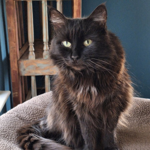 HALLOWEENA [PERMANENT FOSTER] - Domestic Long Hair / Turkish Angora available for adoption