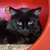 Halloweena [Permanent Foster] - Photo 4
