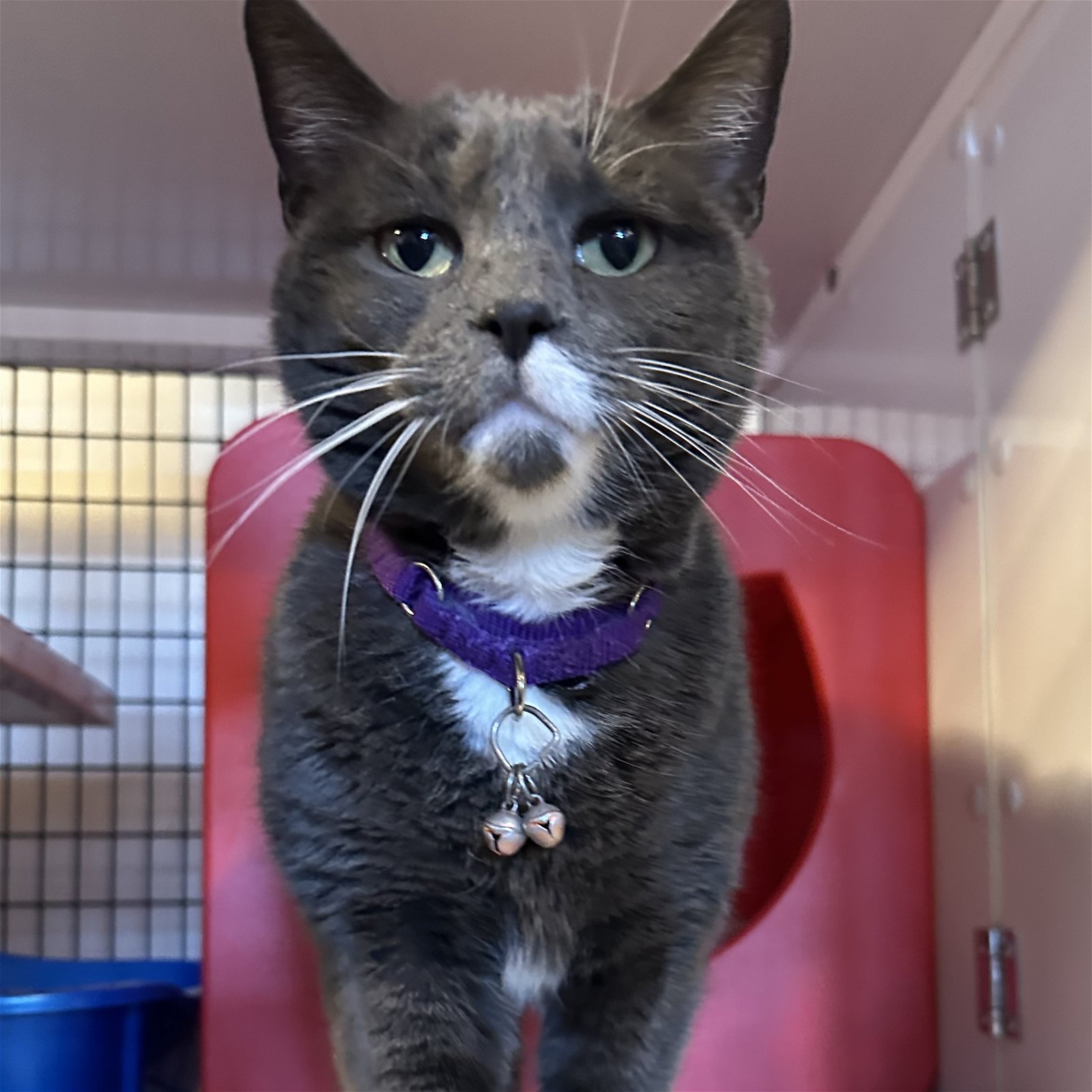 adoptable Cat in SF, NM named Candy