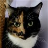 adoptable Cat in sf, NM named Misty (and Bootsie)