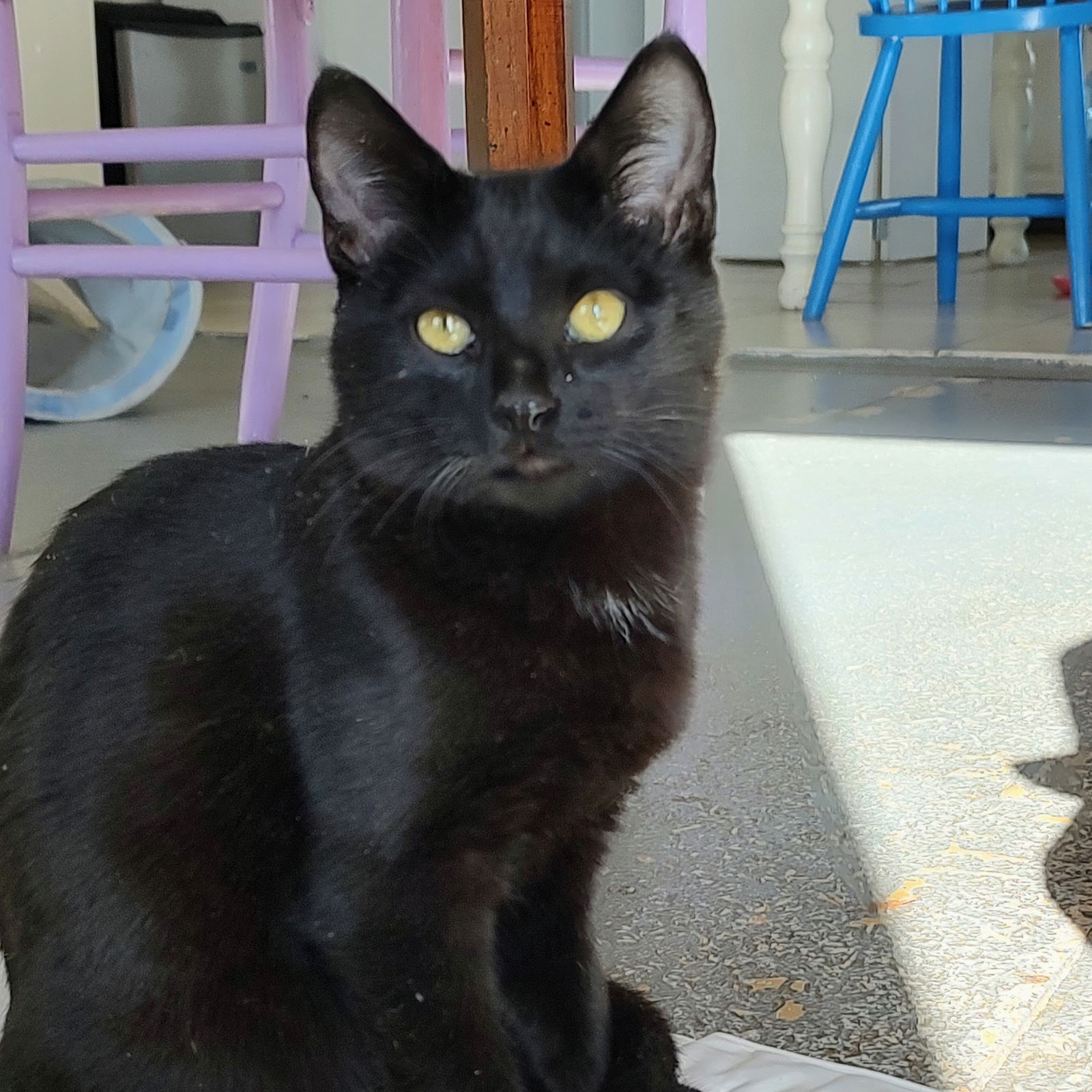 adoptable Cat in SF, NM named Hoagie