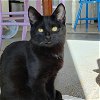 adoptable Cat in sf, NM named Hoagie