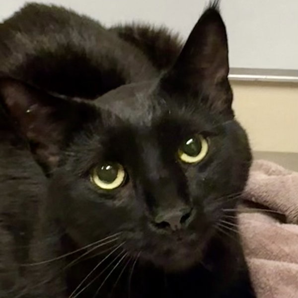 Chico