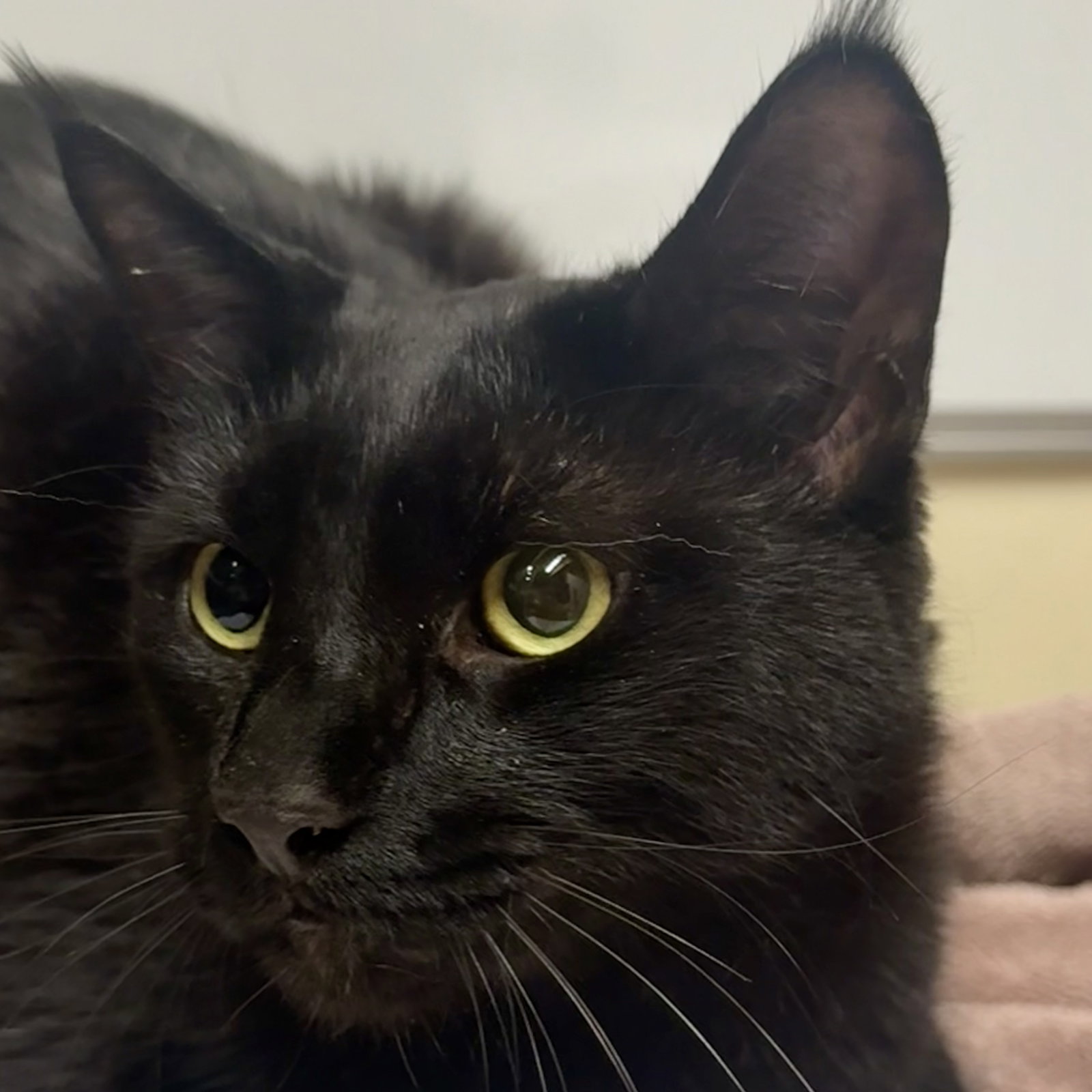 Chico