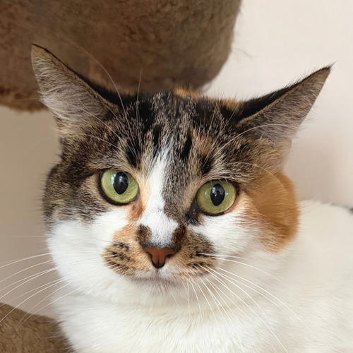 Whitney, a cat for adoption from Felines & Friends New Mexico