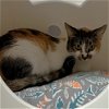adoptable Cat in , NM named Whitney