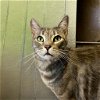 adoptable Cat in sf, NM named Goofy