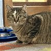 adoptable Cat in sf, NM named Sweet Feraline