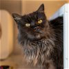 adoptable Cat in sf, NM named Salem Luna