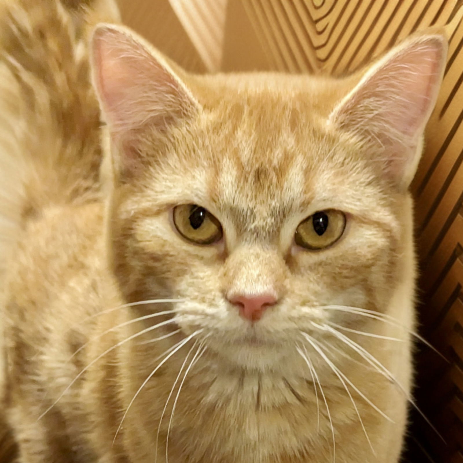 adoptable Cat in SF, NM named Cheeseball