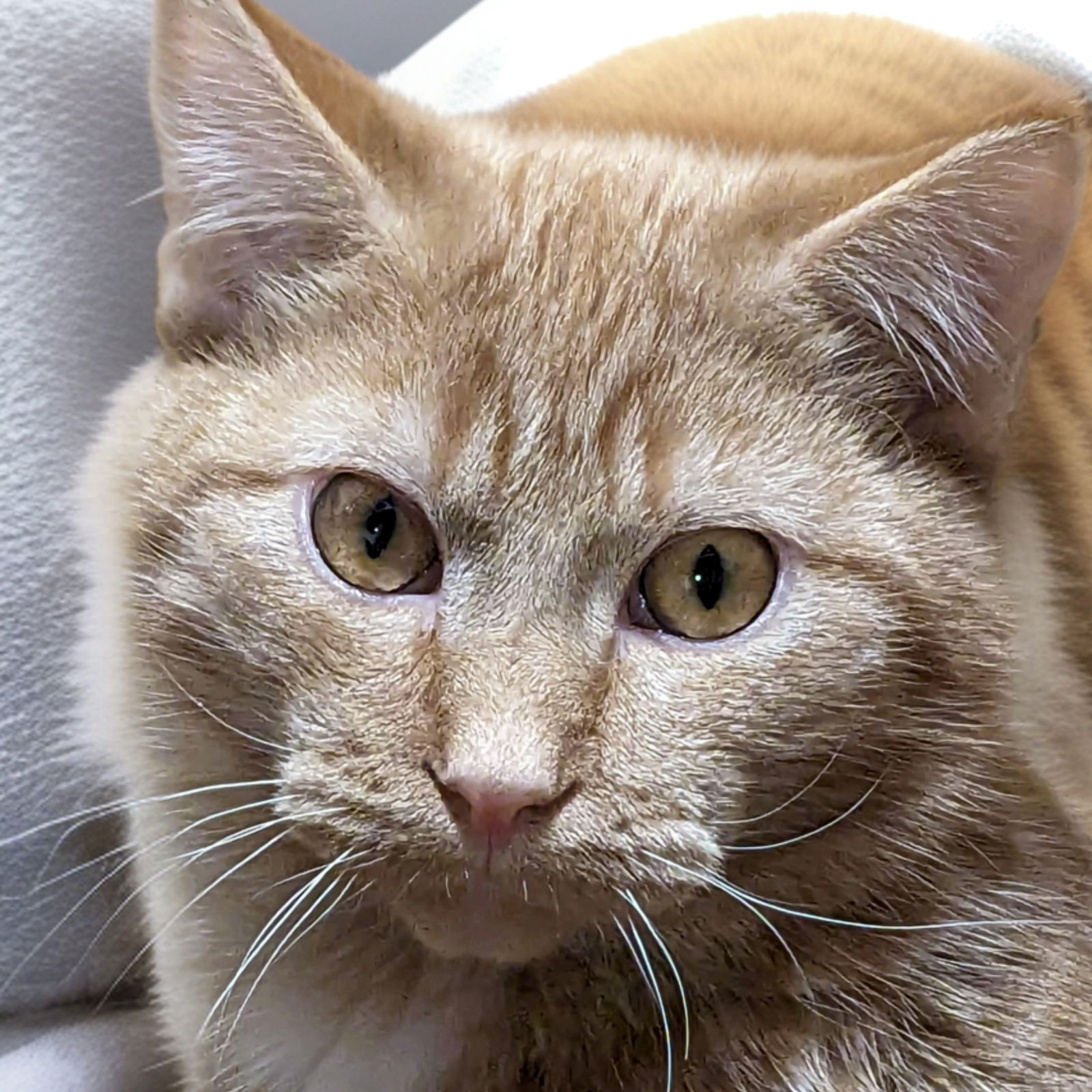 adoptable Cat in SF, NM named Cheesepuff