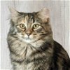 adoptable Cat in sf, NM named Cedar