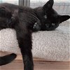 adoptable Cat in sf, NM named Keanu