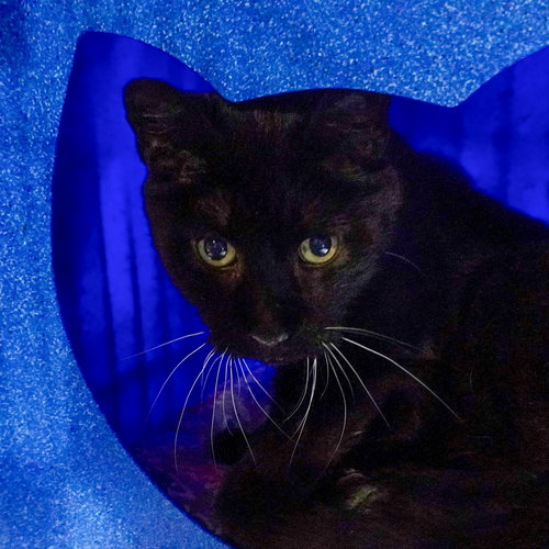 KEANU [PERMANENT FOSTER] - Domestic Short Hair available for adoption