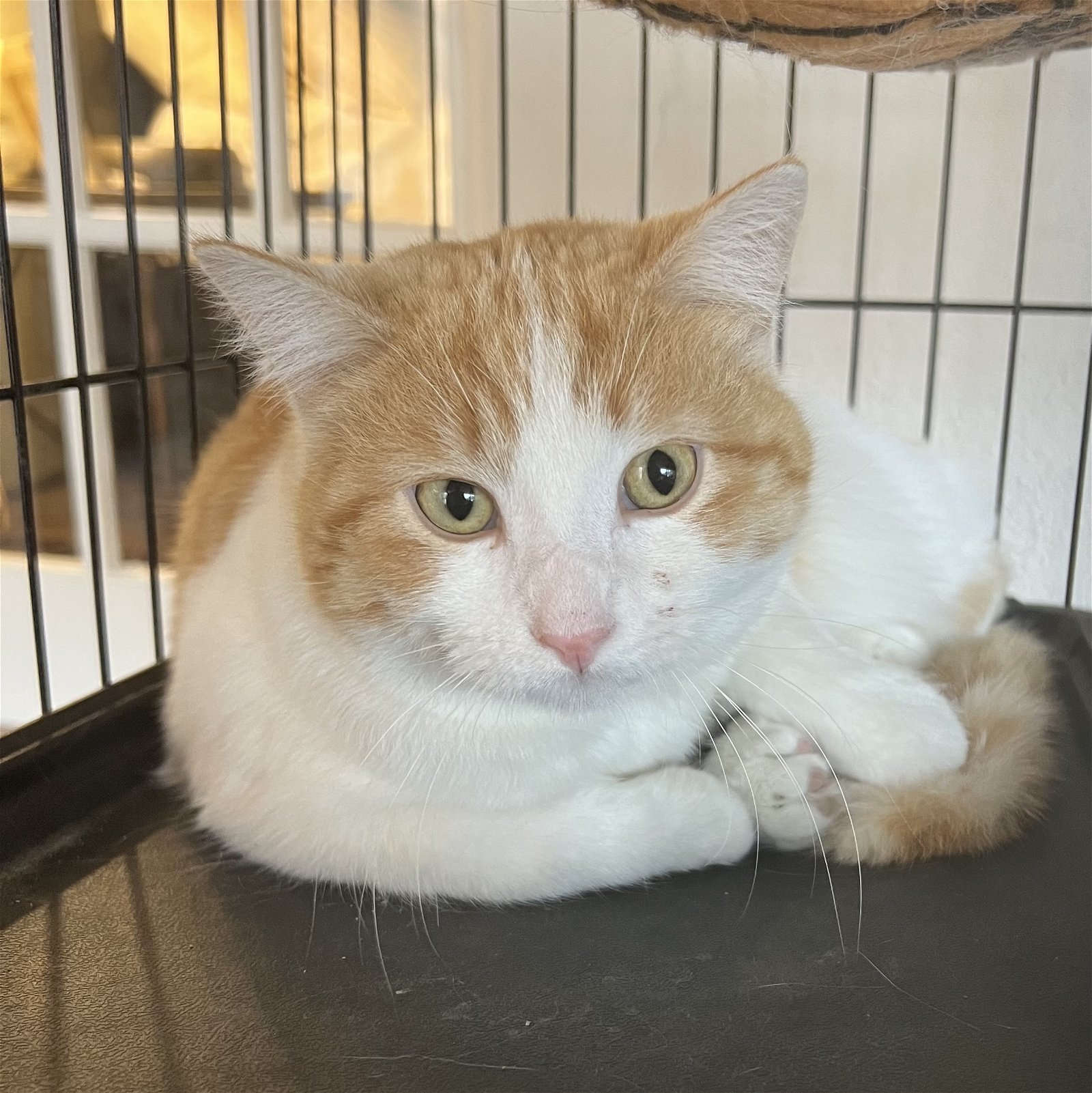 adoptable Cat in SF, NM named Sweet Potato
