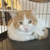 adoptable Cat in , NM named Sweet Potato