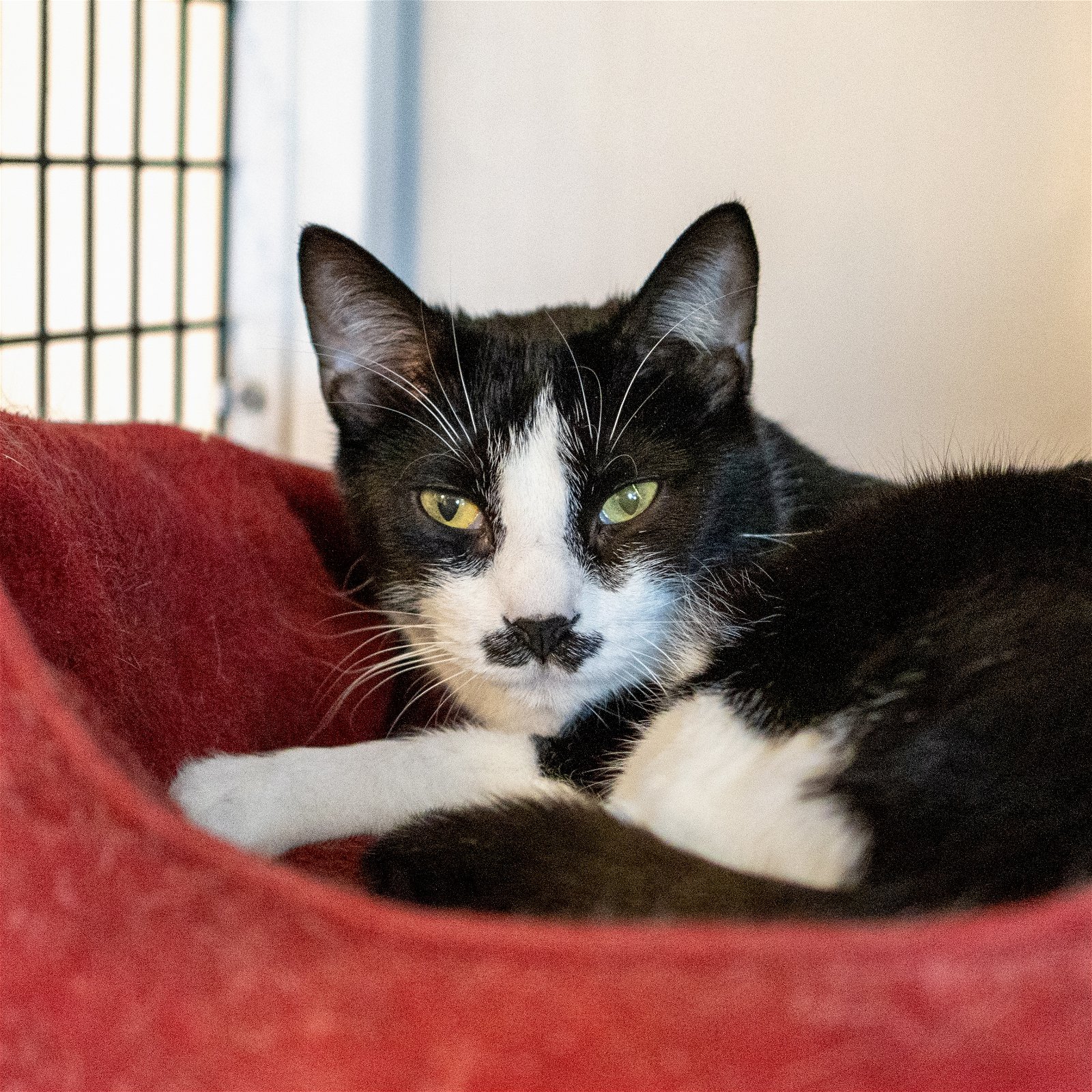 adoptable Cat in SF, NM named Charlie Chaplin