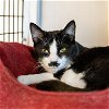 adoptable Cat in sf, NM named Charlie Chaplin