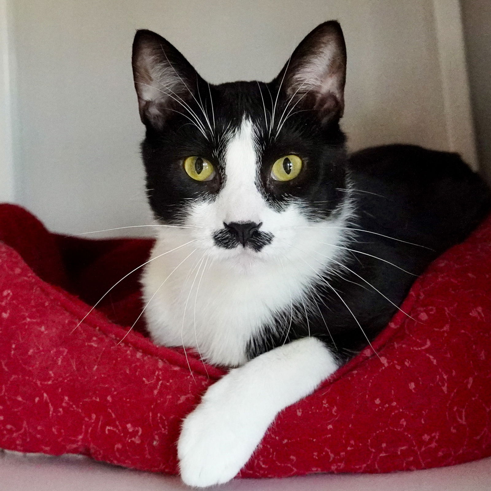 adoptable Cat in SF, NM named Charlie Chaplin