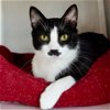 adoptable Cat in , NM named Charlie Chaplin