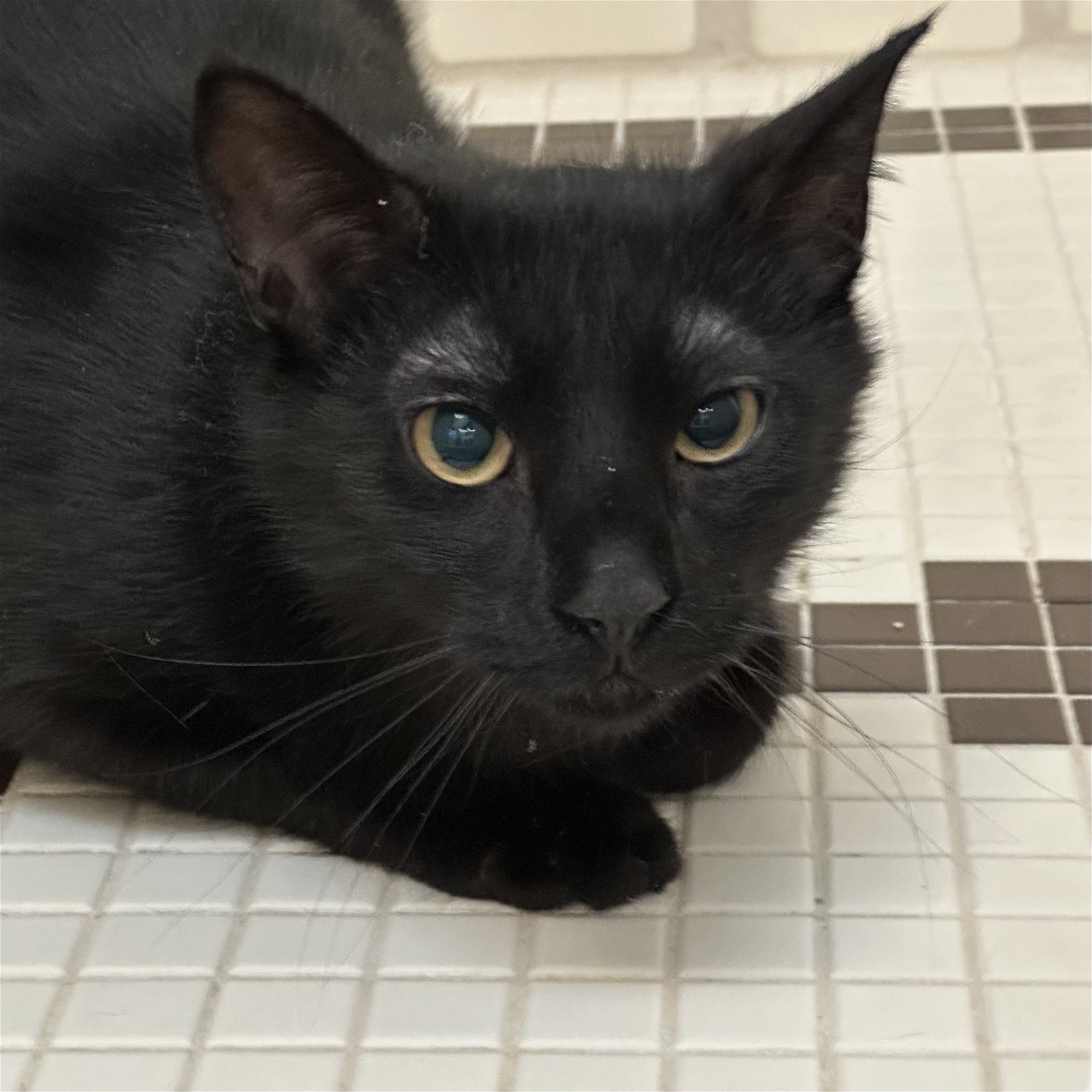adoptable Cat in SF, NM named Oji