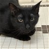 adoptable Cat in sf, NM named Oji