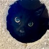 adoptable Cat in sf, NM named Fekete