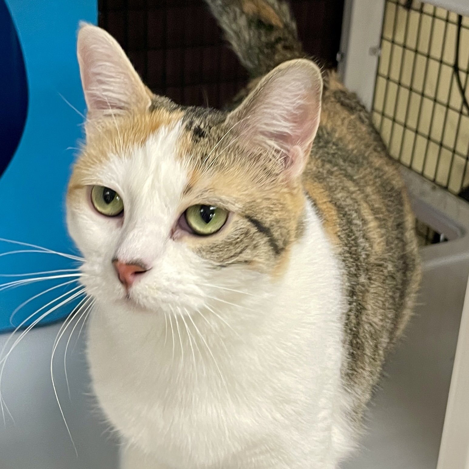 adoptable Cat in SF, NM named Peaches