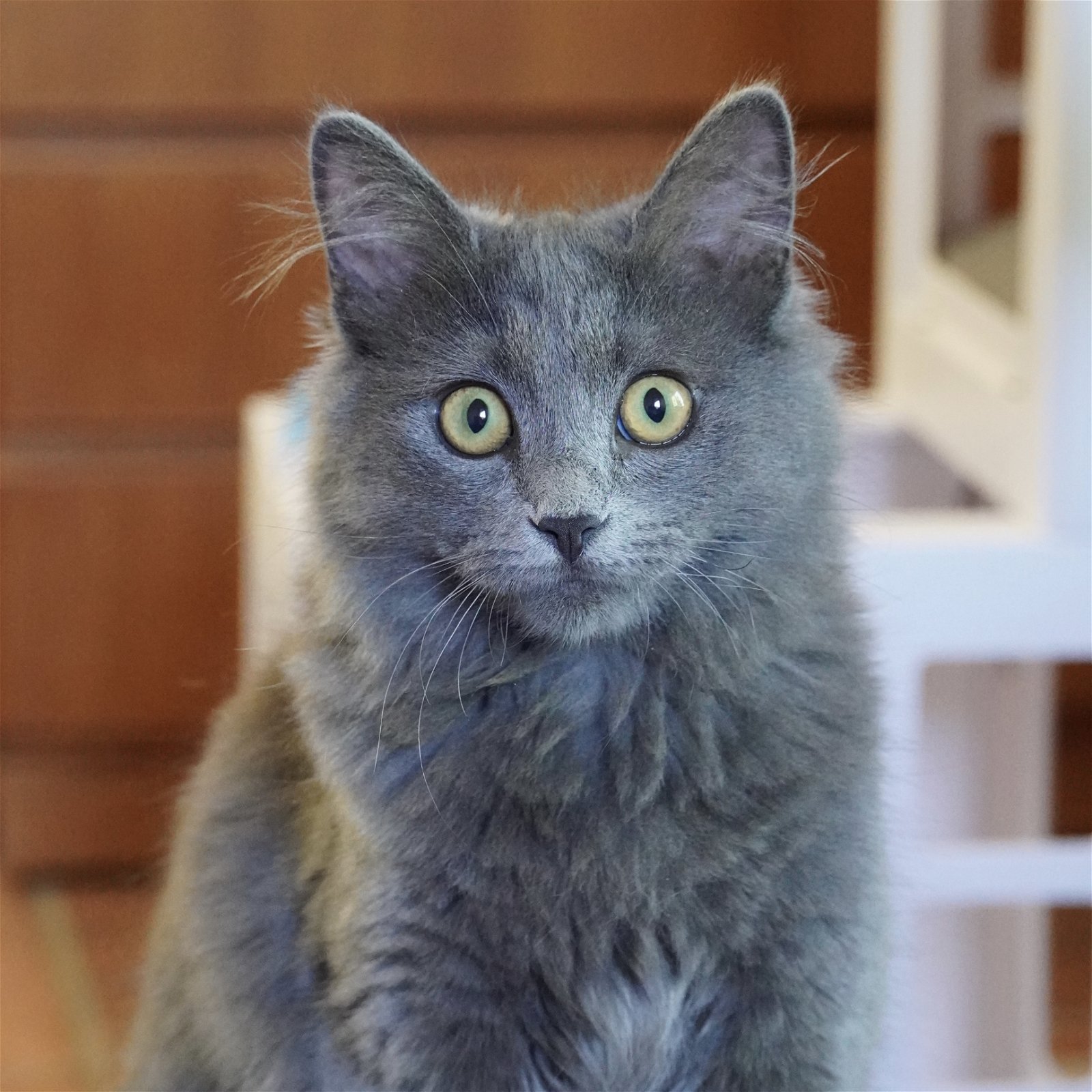 adoptable Cat in SF, NM named Stuffing (and Green Bean Casserole)