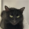 adoptable Cat in , NM named Turducken