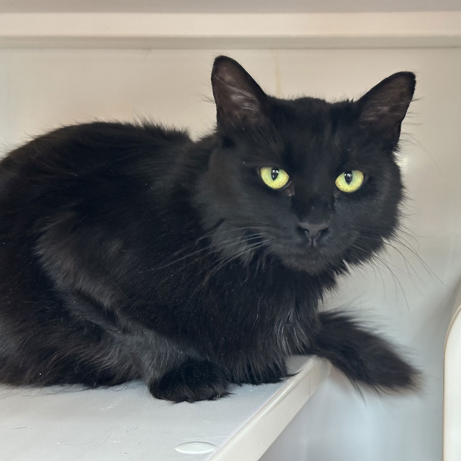 adoptable Cat in SF, NM named Turducken