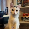 adoptable Cat in , NM named Snowy