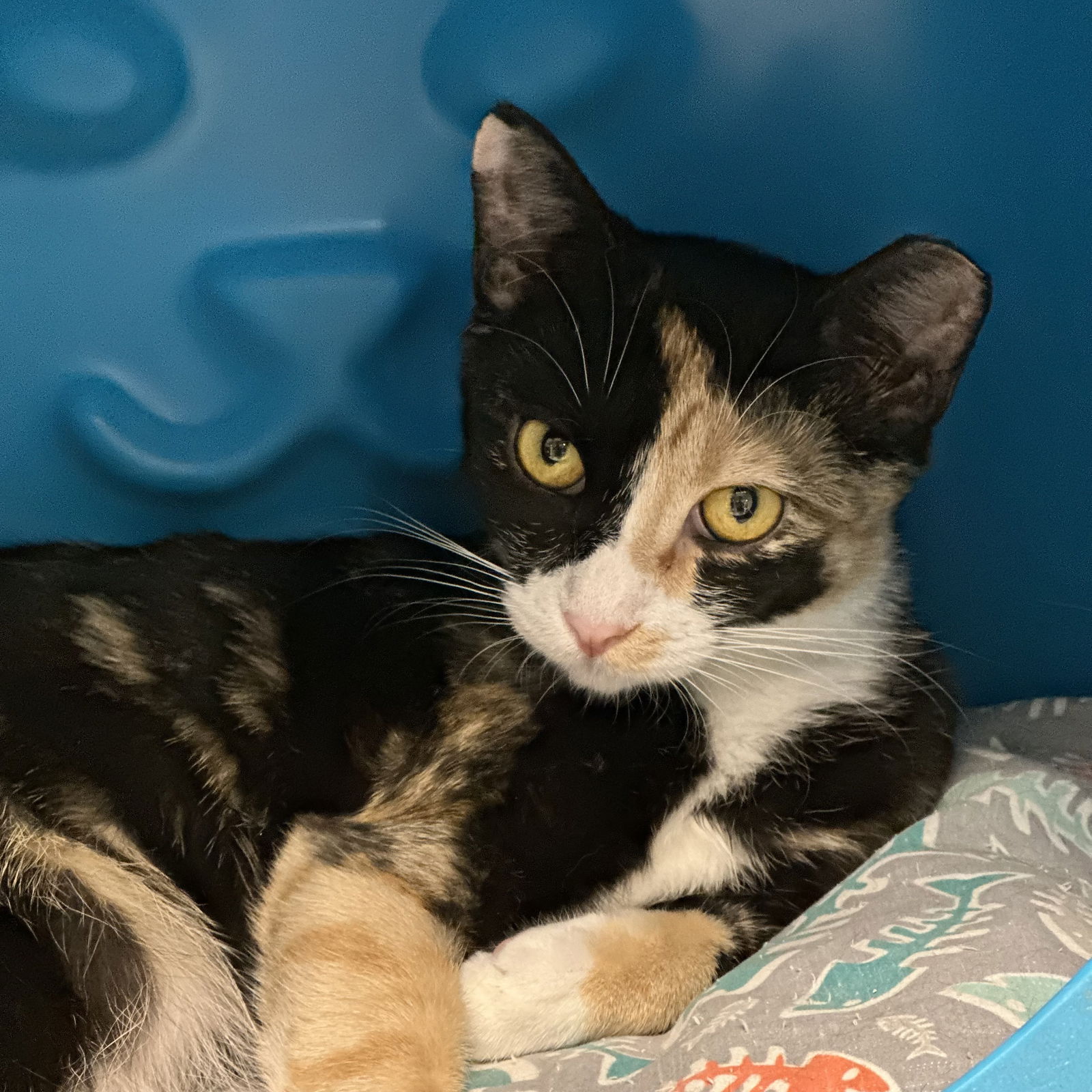 adoptable Cat in SF, NM named Anise