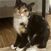 adoptable Cat in  named Lavender