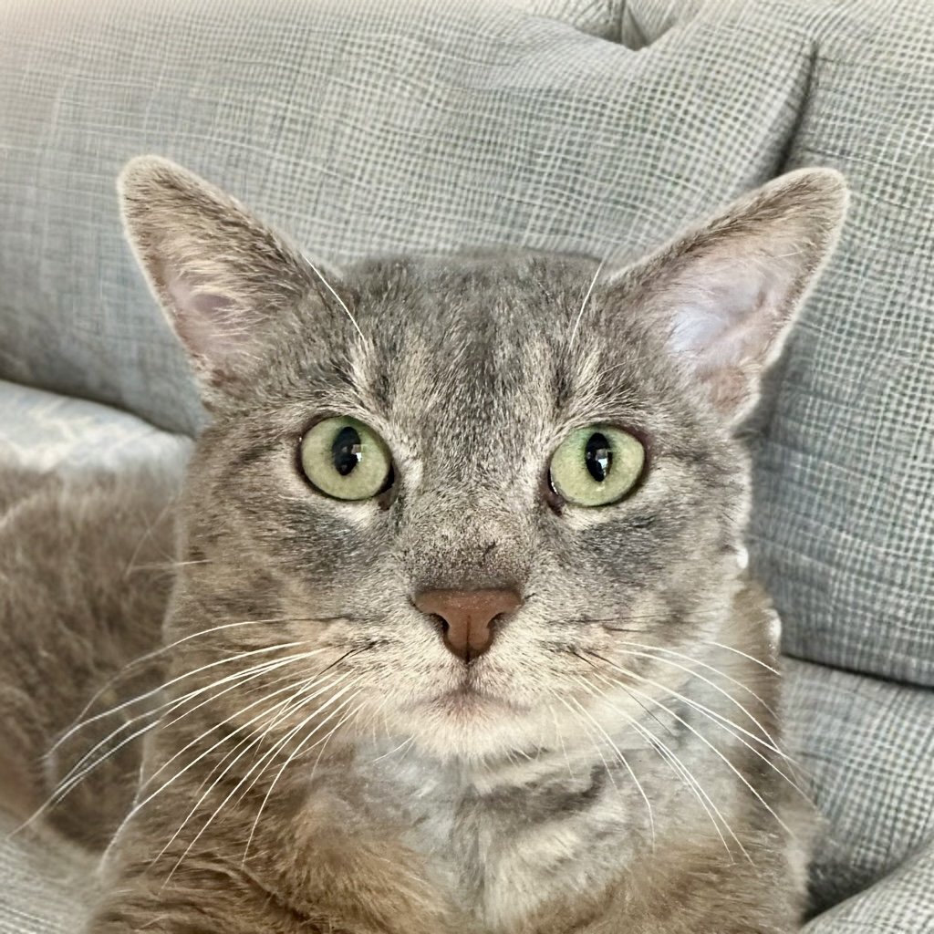 adoptable Cat in SF, NM named Buban