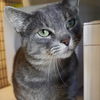 adoptable Cat in SF, NM named Buban