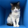 adoptable Cat in , NM named Tyson