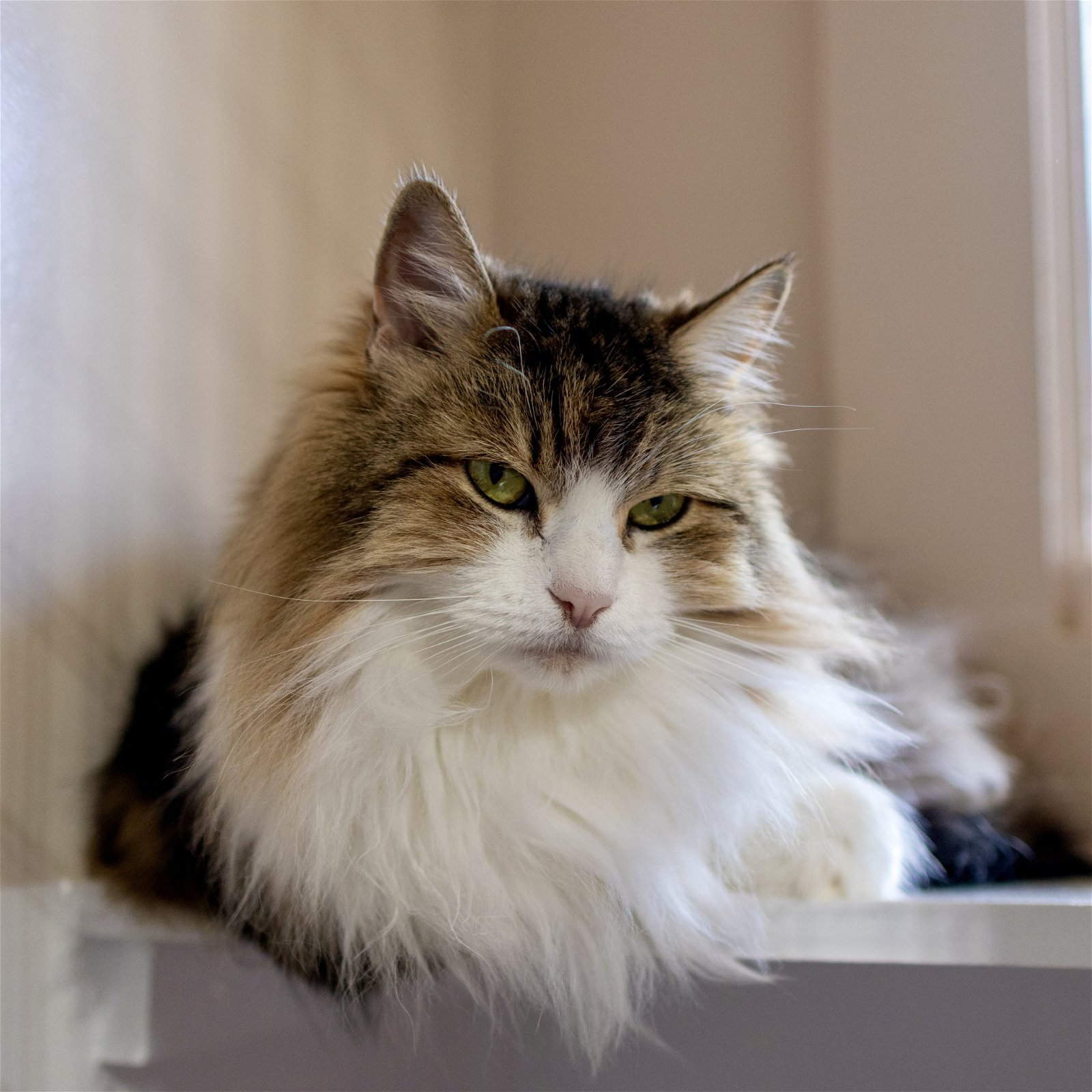adoptable Cat in SF, NM named Kiki C