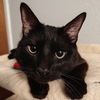 adoptable Cat in sf, NM named Shelby