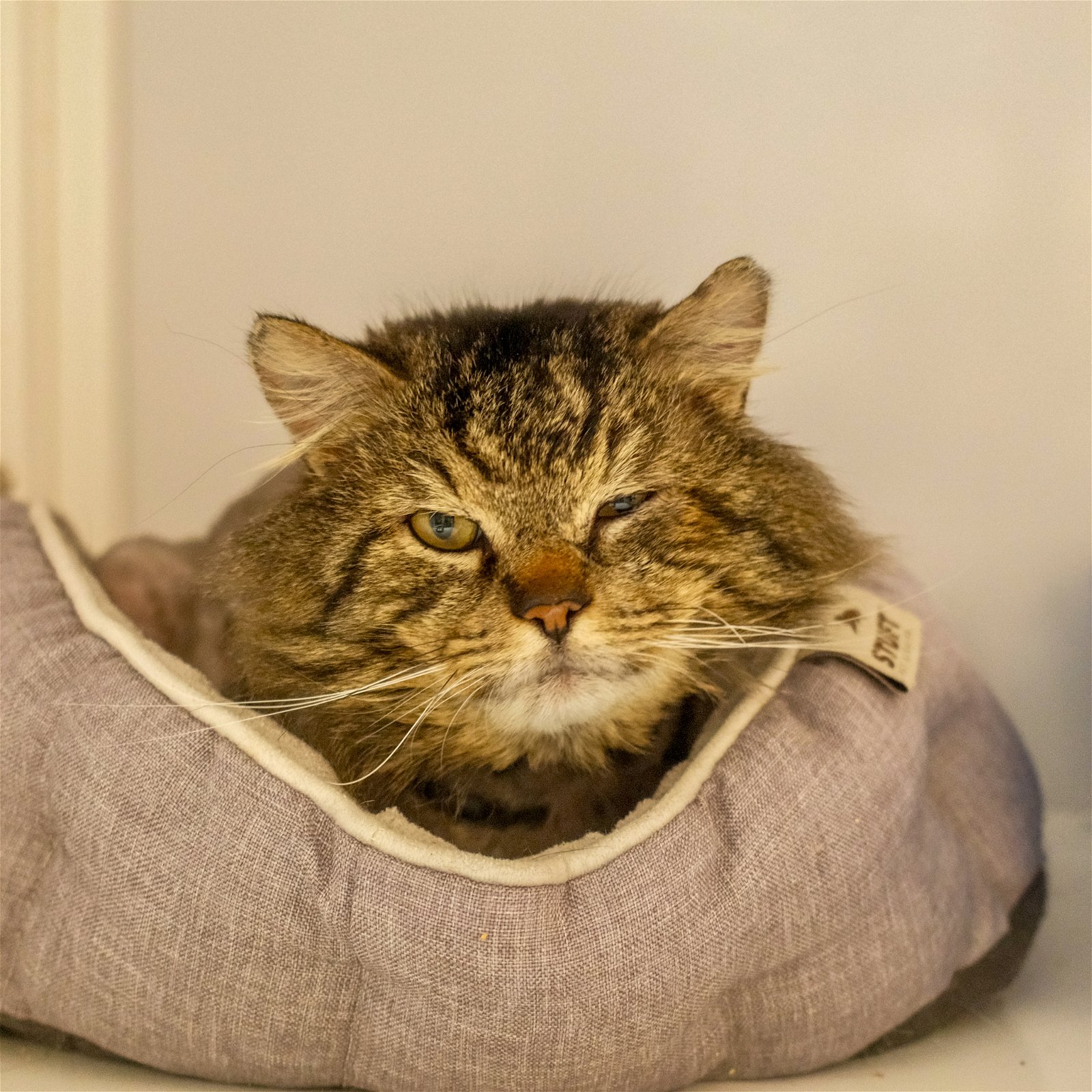 adoptable Cat in SF, NM named Domingo