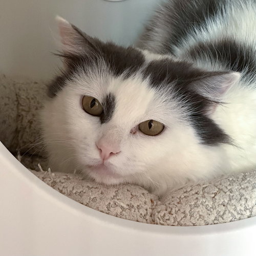 ELIXIR - Domestic Medium Hair available for adoption