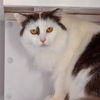 adoptable Cat in sf, NM named Elixir