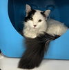 adoptable Cat in sf, NM named Jassen