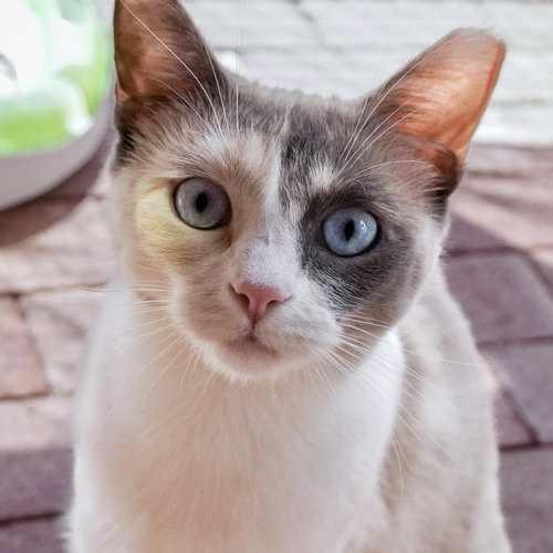 KITE - Domestic Short Hair / Siamese available for adoption