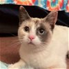 adoptable Cat in sf, NM named Kite