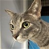 adoptable Cat in sf, NM named Pinky