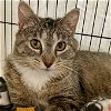 adoptable Cat in sf, NM named Finch