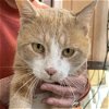 adoptable Cat in sf, NM named Twinkie Pie